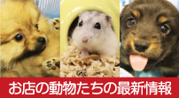 お店の動物たちの最新情報