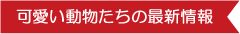 可愛い動物たちの最新情報